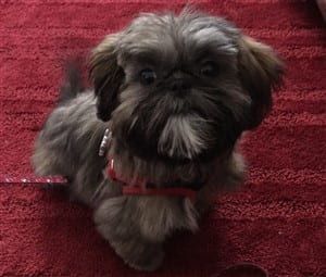 1 year old cheap shih tzu